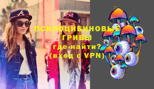 сатива Новозыбков